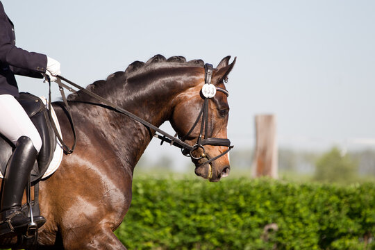 Turnierreiten Pferdesport Dessur reiten sportlich 