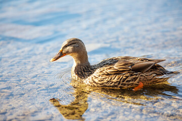 Duck swimming in clear blue water with reflection