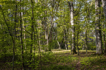 A beautiful view of tdeciduous forest in spring. Wallpaper landscape with a morning sunny forest. Seaside national park in Lithuania near Klaipeda city.