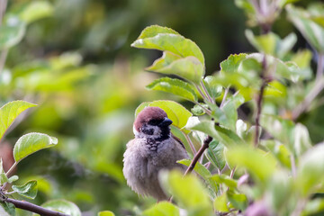 bird on a branch