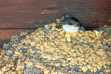 Common house martin (Delichon urbicum), sometimes called the northern house martin - nest with...