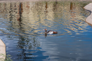 The Nile goose is swimming in the pond.