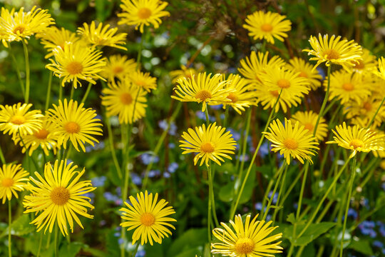 Blossoming of a doronikum east (Doronicum orientale). Yellow daisy in spring garden