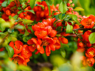 Flowering Quince 'Rubra' (Chaenomeles speciosa, syn. Chaenomeles lagenaria). Flowering ornamental shrubs in the spring garden. Decorative shrubs in landscape design.