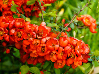 Flowering Quince 'Rubra' (Chaenomeles speciosa, syn. Chaenomeles lagenaria). Flowering ornamental...
