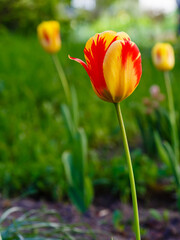 Obraz premium Red and yellow tulip in spring garden