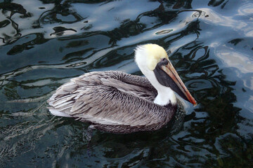 The pelican is waiting for fish