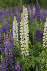 Lupine flowers in fields in June