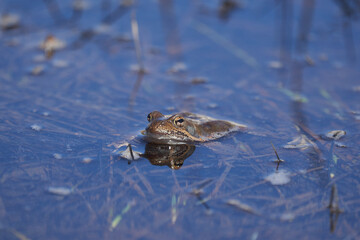 Water frog Pelophylax and Bufo Bufo in mountain lake with beautiful reflection of eyes Spring Mating