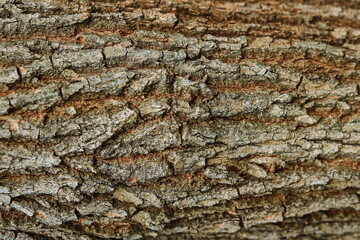 Wood rough texture of the tree trunk, pine bark. horizontal photophone