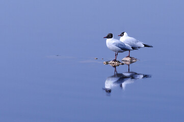 Two seagulls are sitting in the water on the stones and looking one way. Copy space