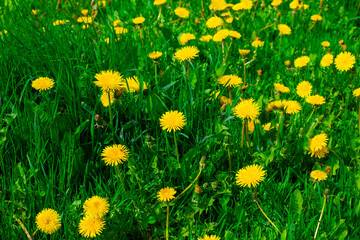 field of dandelions