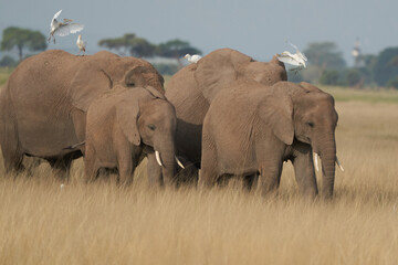 Elephant Group Amboseli - Big Five Safari white Heron African bush elephant Loxodonta africana