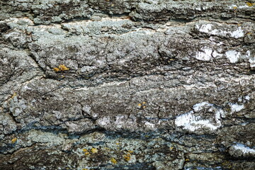 Wood rough texture of a tree trunk, birch bark. horizontal photophone