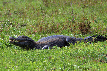 A yacaré in the Iberá wetlands