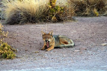 The fox is waning this morning