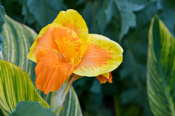 Exotic orange and yellow flower, Canna Pretoria