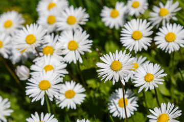 Obraz premium Flowering of daisies. Oxeye daisy, Leucanthemum vulgare, Daisies, Dox-eye, Common daisy, Dog daisy, Moon daisy. Gardening concept