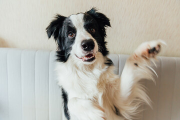 Funny portrait of cute smiling puppy dog border collie on couch