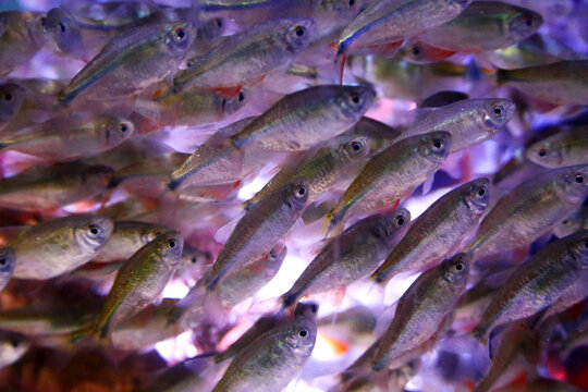 This is a very crowded meeting of fish