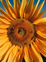 close up of yellow sunflower