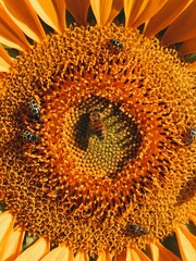 sunflower ans bugs