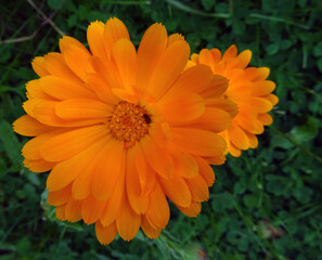 Fleurs oranges