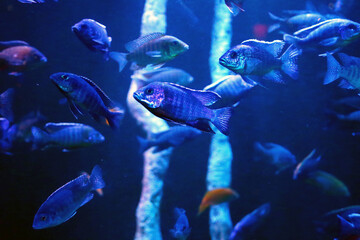 Fototapeta na wymiar A group of fish with a purple tone