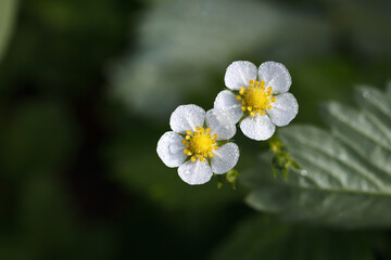 Flowering garden strawberries in morning dew.