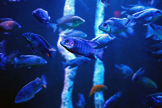 A group of fish with a purple tone
