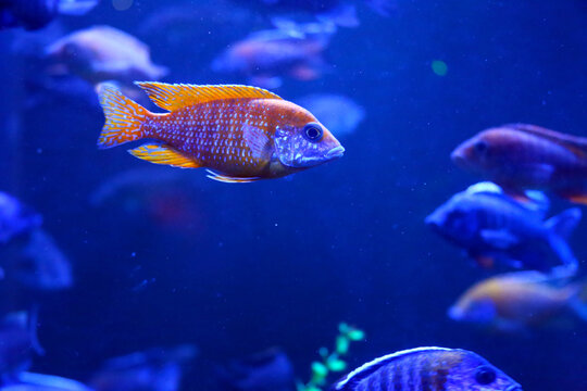 This is a very colorful fish