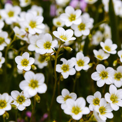 Saxifraga bryoides white is plant for an Alpine slide. White flowers of saxifraga bryoides in spring garden.