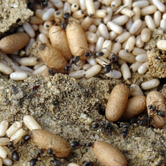 Oeufs de fourmis