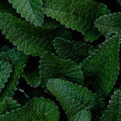 Natural green background. Green banner. Green texture from the leaf.