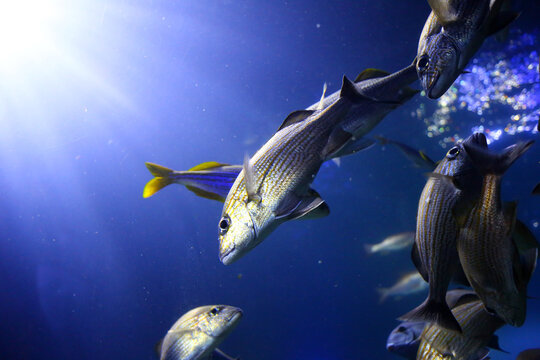 This fish is following the light