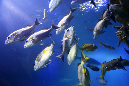 A group of fish in the deep blue