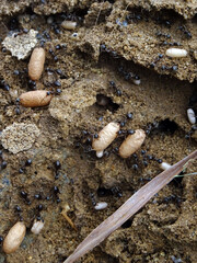 Démanagement de fourmis