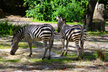 Two zebras in the park