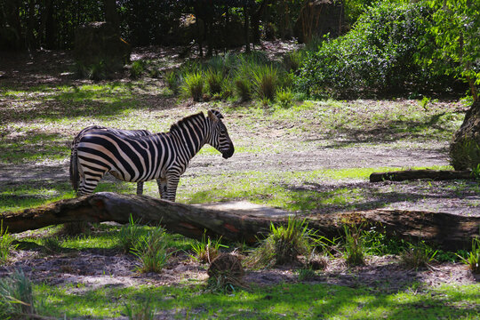A zebra looking to the horizon