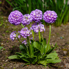 Obraz premium Primula denticulata purple in springtime. Pink Primula denticulata (Drumstick Primula) in garden