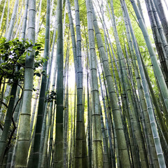 bamboo forest in spring