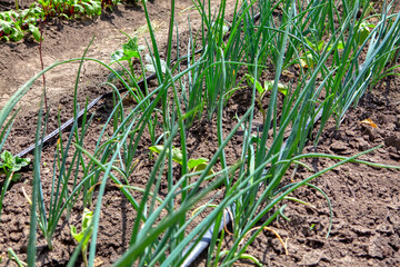 growing green onions , cultivation of seasonal vegetables 