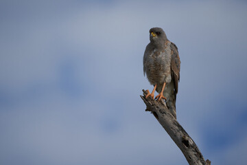 Goshawk eastern pale chanting goshawk or Somali chanting goshawk Melierax poliopterus Dark chanting goshawk Melierax metabates
