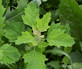 In nature, the grows orach (Chenopodium album)