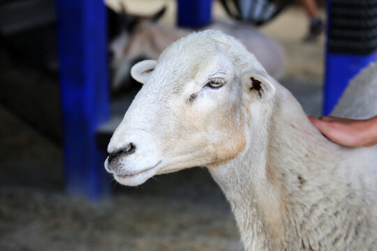This a very cute goat