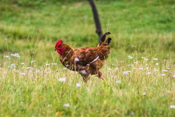 pretty brown hen walking and eating outdoors