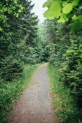 Fototapeta na wymiar Forest eco trail for walking - breathe the clean fresh countryside air - mountain walking