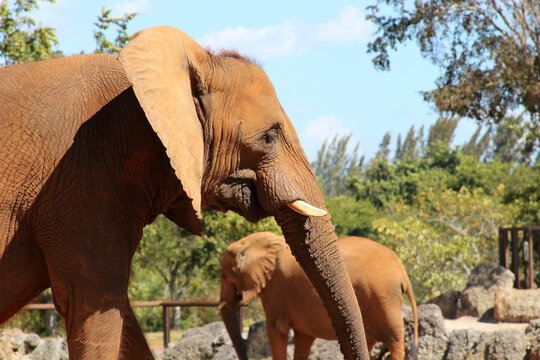 African elephants expecting their food