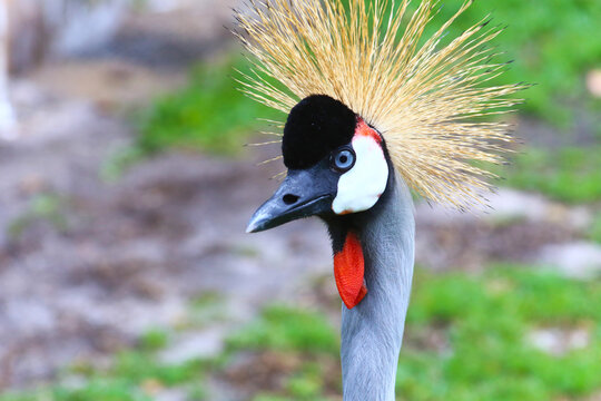 That's an angry bird with a weird look