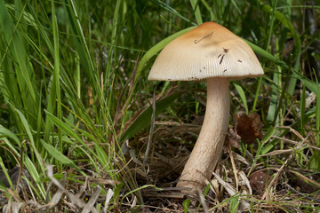 Edible mushroom Amanita crocea in the meadow on the edge of a deciduous forest. Known as Saffron Ringless Amanita or Orange Grisette. Yellow-orange mushroom growing in the grass.